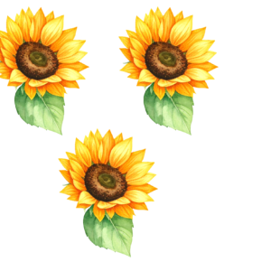 sunflower Deal 3 in 1